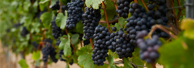 Pinot Noir y Tintos Ligeros