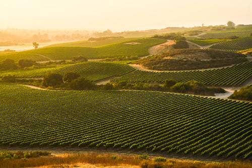 Ribera del Duero vs. Rioja
