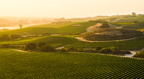 Bodega/Región de la semana
